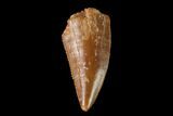 Serrated, Raptor Tooth - Real Dinosaur Tooth #139372-1
